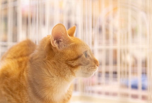 第３弾】人と猫が幸せに暮らせるまちづくりのために｜猫 の一代限りの命を大切に守りたい｜｜ふるさと納税のガバメントクラウドファンディングは「ふるさとチョイス」