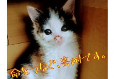 【あなたの寄附で幸せになれる犬猫がいます】　堺市動物愛護事業支援プロジェクト