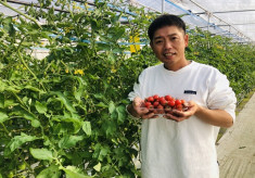 三木市でトマト農家を始めたい！美味しいトマトで皆を笑顔に、農家を元気に