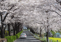 桜を守ろう！「まちだのさくら」を未来へ