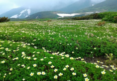 【第2弾】神々の遊ぶ庭、北海道大雪山の貴重なお花畑を守りたい!
