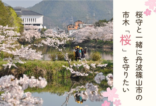 桜守と一緒に丹波篠山市の市木「桜」を守りたい ｜ふるさと納税の