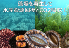 【第3弾】｜藻場を再生して水産資源回復とCO2を減らそう｜持続可能な漁業と地球環境保全を目指して