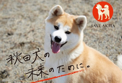 飼育放棄された秋田犬の未来のため、みなさまの“ワン”アクションを