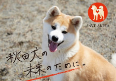 飼育放棄された秋田犬の未来のため、みなさまの“ワン”アクションをお願いします