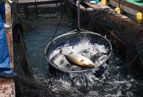 水産加工品で漁業を盛り上げたい！ 須崎市に新加工場を建設します