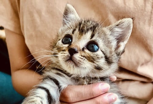 1点もの！とても可愛い♡ オーダーメイド　カゴバック　ヴィンテージ生地　nuts