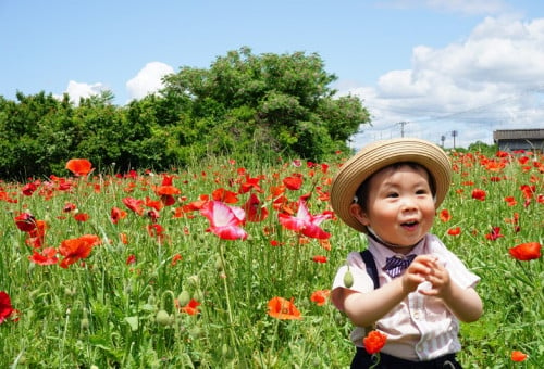 魅力あふれる「岩森ポピー・コスモス花畑」の美しい風景を日本全国の人に知ってもらいたい。｜ふるさと納税のガバメントクラウドファンディングは「ふるさとチョイス」