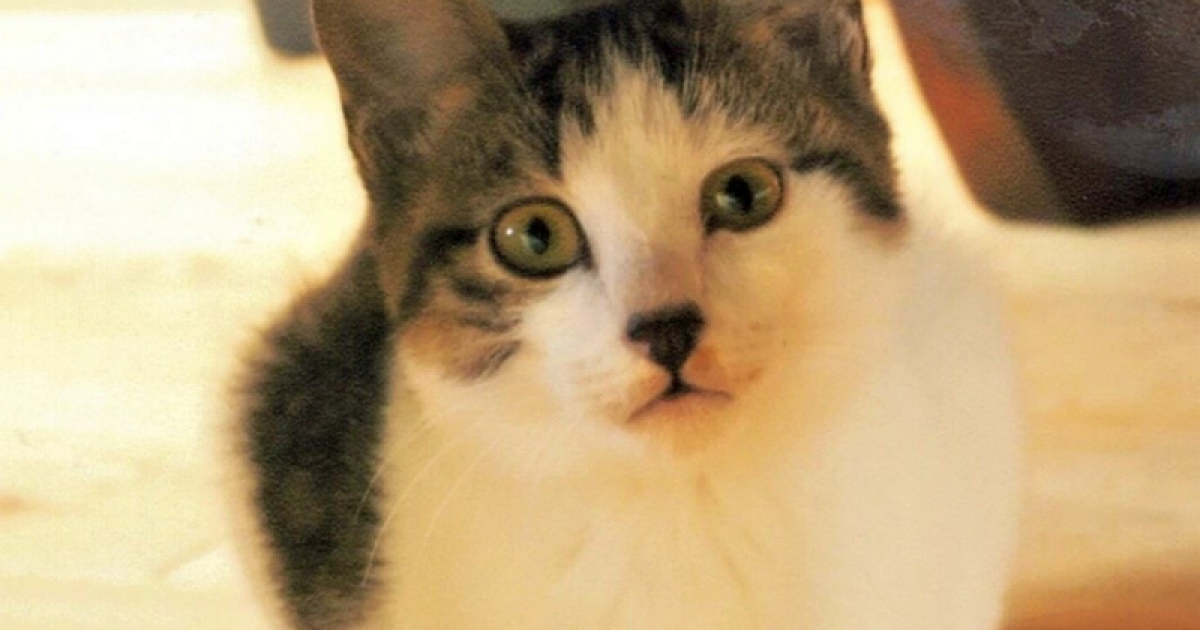 第5弾】猫の命を守るTNRを推進し、人と動物が共存できるまちへ