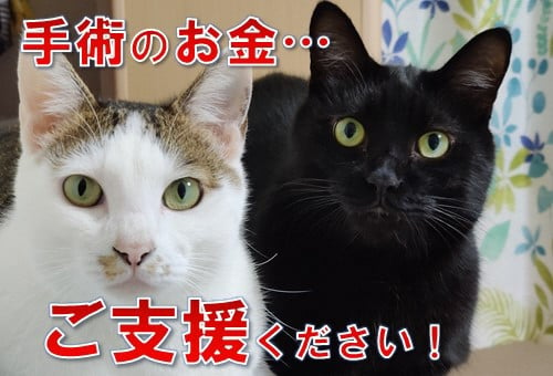 増え続ける野良猫を何とかしたい…猫の不妊・去勢手術支援プロジェクト