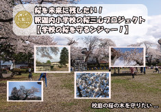 桜を未来に残したい！釈迦内小学校の桜三心プロジェクト【学校の桜を守るンジャー！】