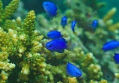 【第3弾】サンゴの海を未来へ残したい！竹ヶ島海域公園魅力化プロジェクト