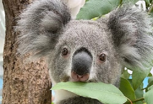 飼育頭数日本一！平川動物公園のコアラ応援プロジェクト｜ふるさと納税