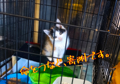 あなたの寄附で幸せになれる犬猫がいます 「堺市の動物愛護寄附金」（ふるさと納税）への支援をお願いします