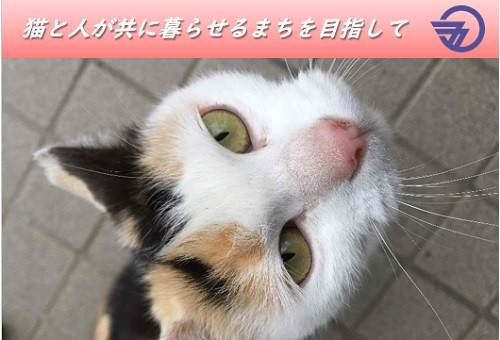 TNR活動を促進｜飼い主のいない猫と、人が共に暮らせるまちへ