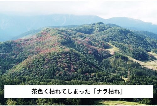 main_img