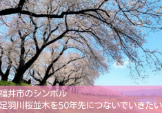 【福井市のシンボル】足羽川桜並木を３０年先、５０年先へつないでいきたい！