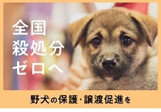 4000頭を新しい家族につなげた広島から「全国殺処分ゼロ」へ｜野犬の保護・譲渡促進を