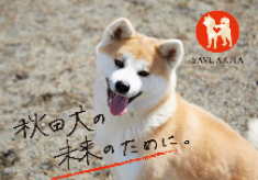【第２弾】飼育放棄された秋田犬の未来のため、みなさまの“ワン”アクションをお願いします