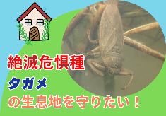【絶滅危惧種タガメ】静岡県内最後の生息地と生物多様性を守るために