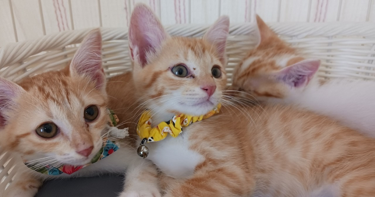 猫達を救うために！三豊市愛され猫育成プロジェクト2024