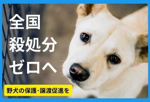 8300頭の命を救った広島から「全国殺処分ゼロ」へ。 野犬の保護・譲渡促進を ｜  ピースワンコ｜ふるさと納税のガバメントクラウドファンディングは「ふるさとチョイス」