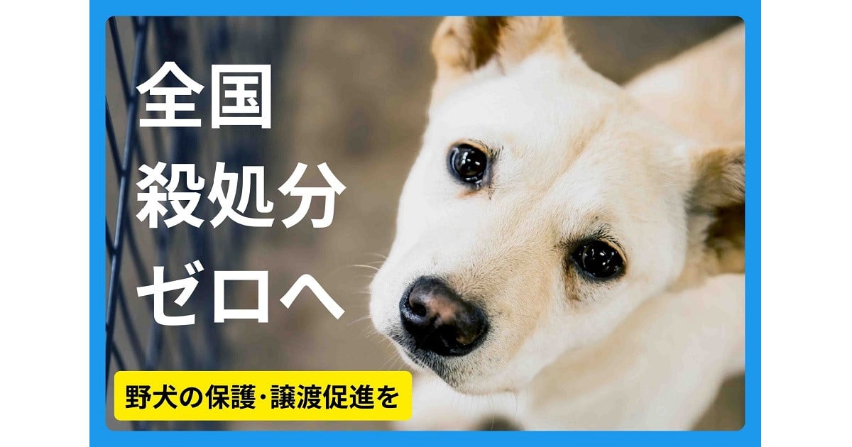 8300頭の命を救った広島から「全国殺処分ゼロ」へ。 野犬の保護・譲渡促進を ｜  ピースワンコ｜ふるさと納税のガバメントクラウドファンディングは「ふるさとチョイス」