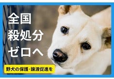 8300頭の命を救った広島から「全国殺処分ゼロ」へ。　野犬の保護・譲渡促進を ｜ ピースワンコ