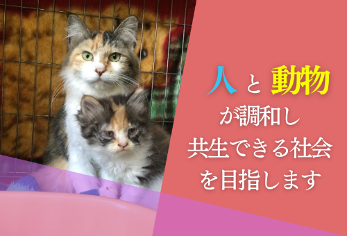 第八弾】猫の不妊・去勢支援で、不幸な猫の命を守りたい｜ふるさと納税のガバメントクラウドファンディングは「ふるさとチョイス」