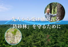 【第三弾】クロマツ林を未来の子どもたちに残したい