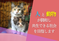 【第八弾】猫の不妊・去勢支援で、不幸な猫の命を守りたい