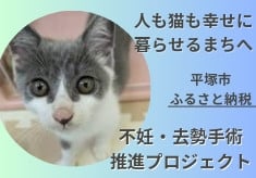 人も猫も幸せに暮らせるまちを目指して！野良猫の不妊・去勢手術にご支援を