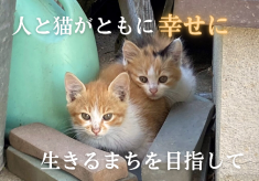 【第２弾】人と猫がともに幸せに生きるまちを目指して（不妊・去勢手術の支援プロジェクト）