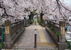 水門川遊歩道「四季の路」をアニメの聖地として再生したい！