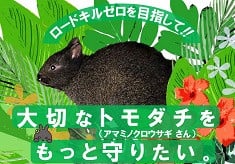 ロードキルゼロを目指して！大切なトモダチ（アマミノクロウサギさん）をもっと守りたい。