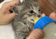 小さな命を新しい飼い主に繋ぐ　子猫の譲渡促進プロジェクト