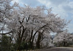 長山公園さくらプロジェクト・第二弾