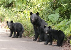 【第4弾】クマと人が共生できる豊かな里山をつくりたい！どんぐりの森づくりと人身事故「ゼロ」を目指します