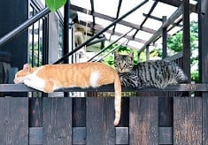 【第７弾】みんなの力で守れる猫の命がある～人と猫が共生できるまちを目指して～「TNR活動応援プロジェクト」もう不幸な命を増やさない！