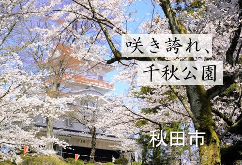 咲き誇れ！ 歴史ある千秋公園のさくらを甦らせ、次世代へ引き継ぎたい。｜ふるさと納税のガバメントクラウドファンディングは「ふるさとチョイス」