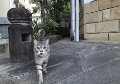 【長崎市】犬猫殺処分ゼロへの挑戦｜人と動物が幸せに暮らせるまちへ