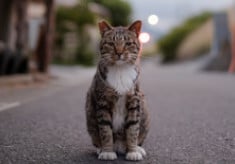 人と猫の共生を目指して！飼い主のいない猫を適切に管理し、不幸な命をなくしたい！