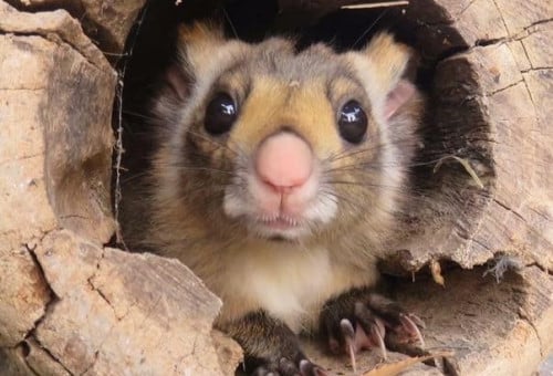 ライオンの肘掛と石榴 厳つく