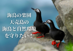 海鳥の楽園・天売島の海鳥と自然環境を守りたい！