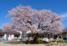 庄下保育所エドヒガン桜樹勢回復プロジェクト2024