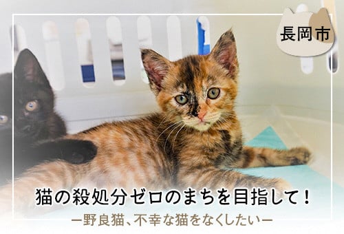 長岡市】猫の殺処分ゼロのまちを目指して！ －野良猫、不幸な猫をなくしたい－｜ふるさと納税のガバメントクラウドファンディングは「ふるさとチョイス」