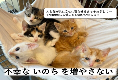 main_img