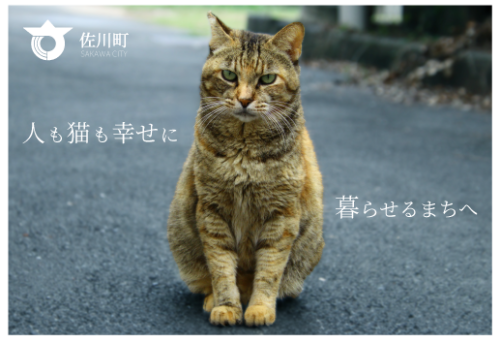 main_img