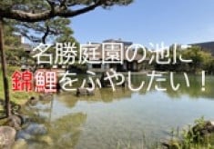 養浩館庭園支援プロジェクト「名勝庭園の池に錦鯉を入れたい！」