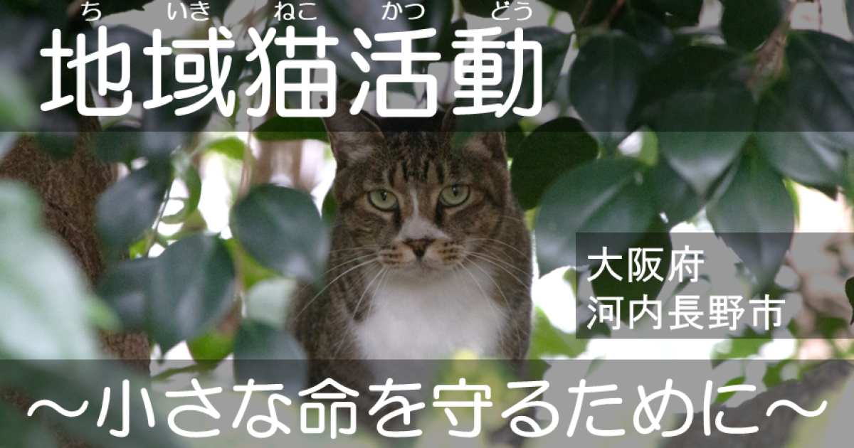 ちいさな命を救うためにー地域猫活動の支援をお願いしますー｜ふるさと納税のガバメントクラウドファンディングは「ふるさとチョイス」